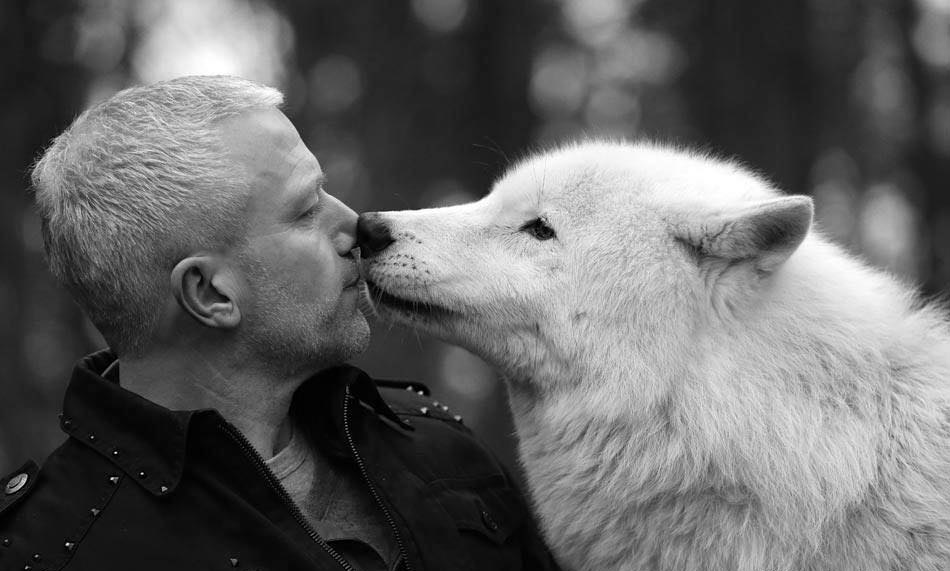 Face-to-Face mit dem Wolf, meinem Krafttier